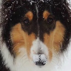 Meet your Posher, Cambryane